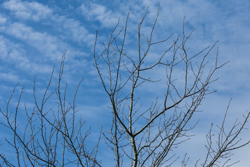 The tops of trees photographed from below, the symbol of the coming winter.
