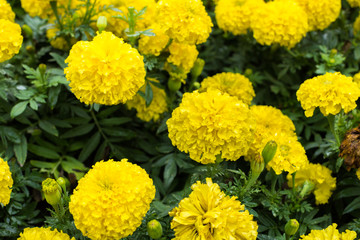 marigold flowers