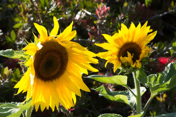Sunflowers in Santa Cruz
