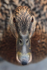 Staring mallard