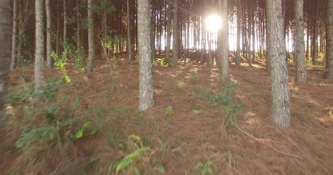 &Aacute;rvores de Pinus
