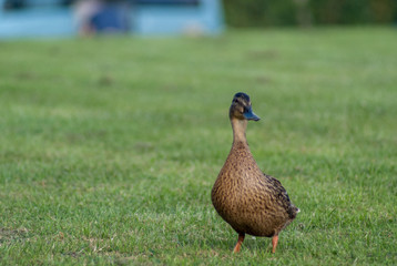 Duck in a field