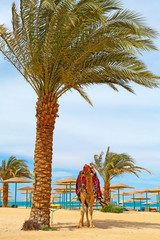 Camel on the egyptian beach of Hurghada