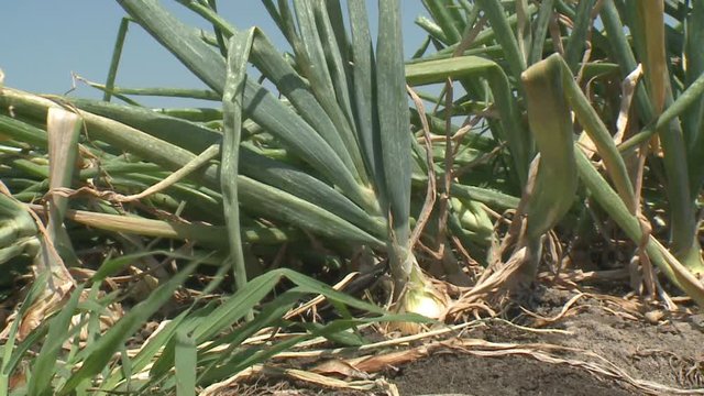 green onions in the garden Onion field. Onion grass. Onion on the field. Plantation of spring onion in the field