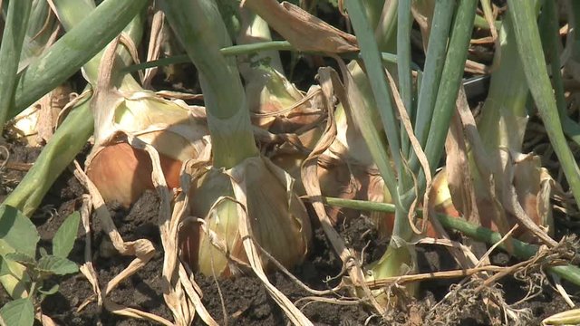 green onions in the garden Onion field. Onion grass. Onion on the field. Plantation of spring onion in the field