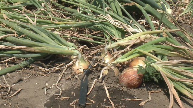 green onions in the garden Onion field. Onion grass. Onion on the field. Plantation of spring onion in the field