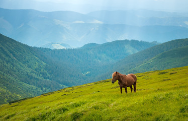 Fototapeta na wymiar Grazing horse at high-land pasture at Carpathian Mountains. One horse is grazed against mountains in the summer.