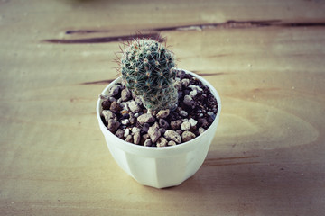 Fototapeta na wymiar cactus in potted ,on the table.