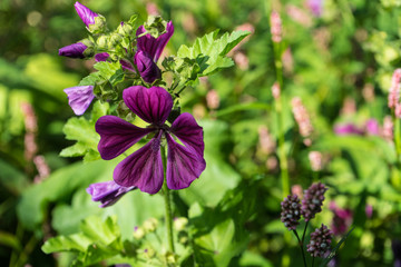 violet flower close up single bud blooming