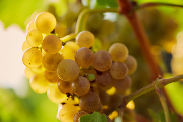 Close up of a yellow grape in the vineyard