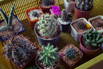 cactus in potted ,on the table.