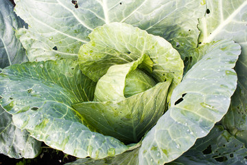 Fototapeta premium Cabbage leaves grow in the garden