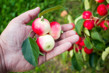 Red apples in hand