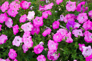 Petunia flowers in the garden
