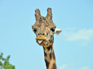 Naklejka premium ritratratto di una giraffa, serie fotografica
