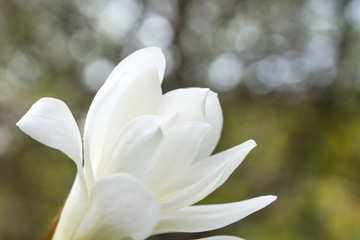Fototapeta premium Beautiful white flower in the garden close up