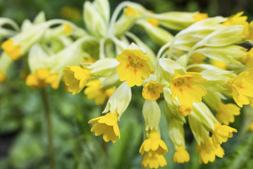 Small yellow flowers