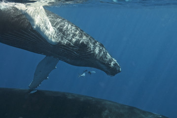 Humpback whale (Megaptera novaeangliae), Silver Bank, Dominican Republic, Atlantic Ocean