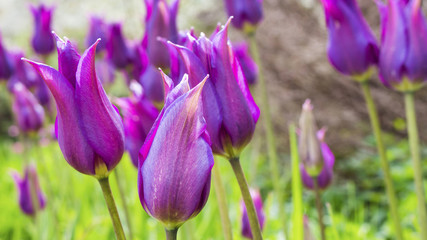 Purple tulips in the garden