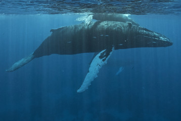 Humpback whale (Megaptera novaeangliae), Silver Bank, Dominican Republic, Atlantic Ocean