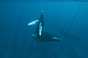 Humpback whale (Megaptera novaeangliae), Silver Bank, Dominican Republic, Atlantic Ocean