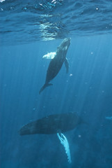 Humpback whale (Megaptera novaeangliae), Silver Bank, Dominican Republic, Atlantic Ocean