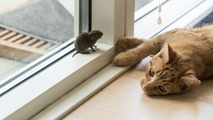 Cat and mouse