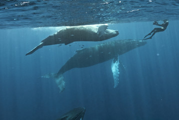 Humpback whale (Megaptera novaeangliae), Silver Bank, Dominican Republic, Atlantic Ocean - 170078538