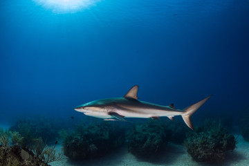 Fototapeta na wymiar Caribbean Reef Shark