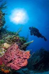 Scuba Diver over a Reef