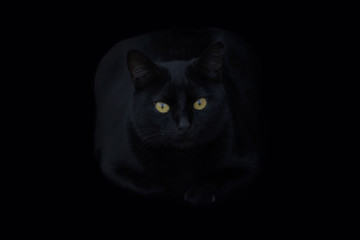 Gato negro en la obscuridad