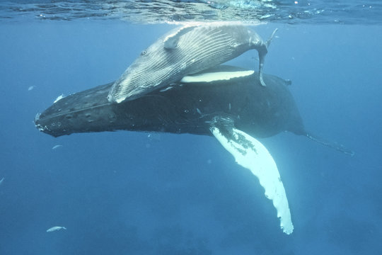 Humpback whale (Megaptera novaeangliae), Silver Bank, Dominican Republic, Atlantic Ocean