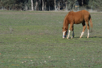 mammal