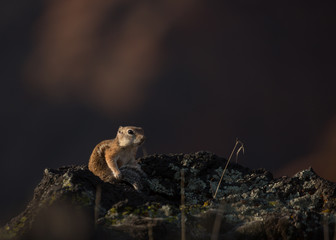 Antelope squirrel in early morning sunlight