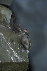 Crested Auklet (Aethia cristatella)