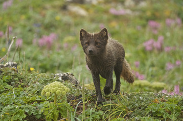 Arctic Fox (Alopex lagopus or Vulpes lagopus) summer coat