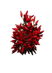 Obraz premium bunch of chillies