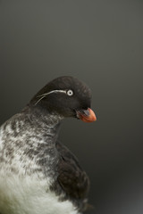 Parakeet auklet (Aethia psittacula)