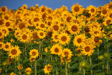 Obraz premium pretty yellow sunflowers in field