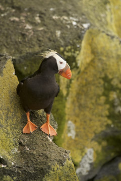 Tufted Puffin (Fratercula cirrhata)