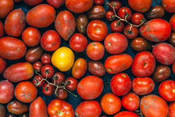 Red tomatoes and one yellow. Tomatoes background