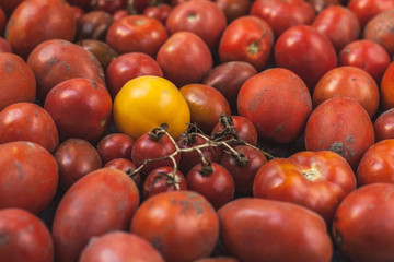 Red tomatoes and one yellow