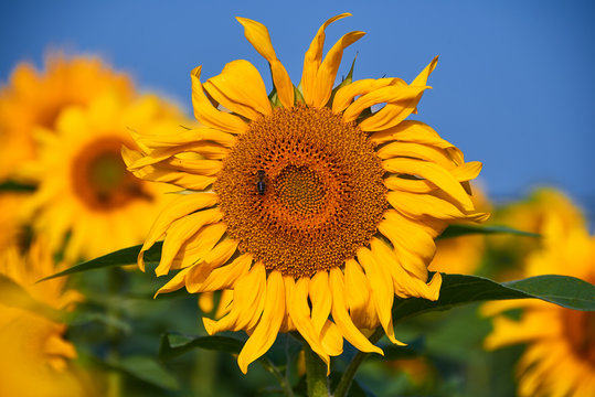 pretty yellow sunflowers in field