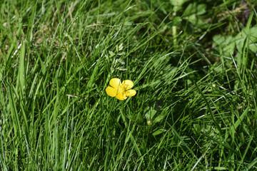 Lone yellow buttercup in the grass