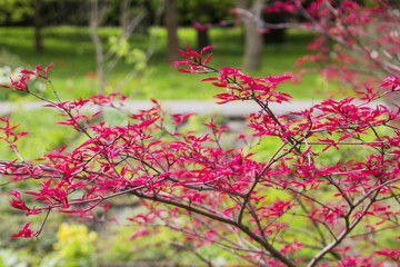 Red leaves on branches