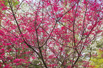 Red leaves on branches