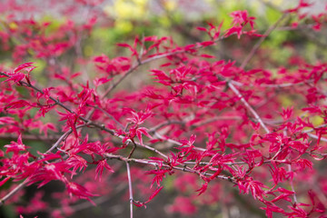 Red leaves on branches