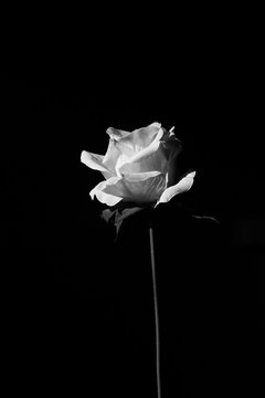 rose flower in black and white