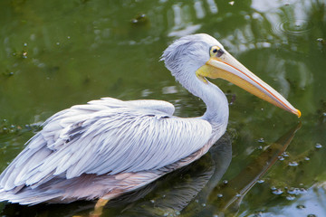 Big white pelican