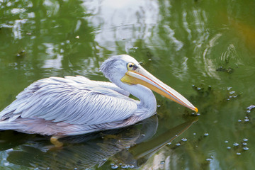 Big white pelican